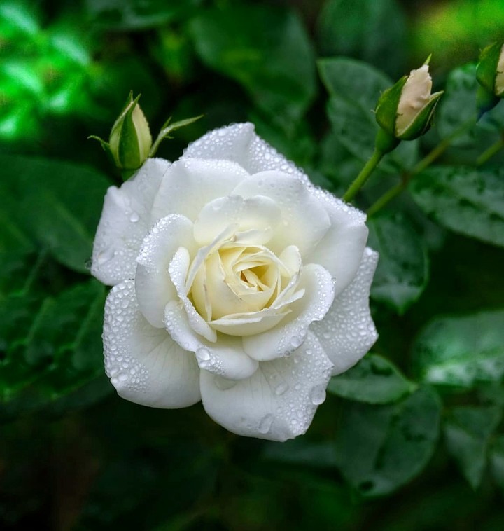 White Rose