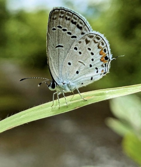 lycaena, butterfly壁紙
