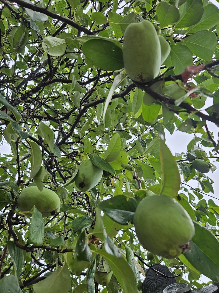 тапети food, fruit