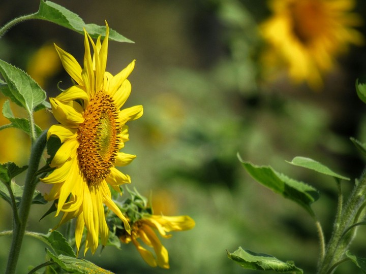 Sunflower