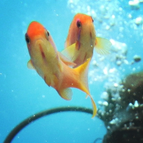 fish