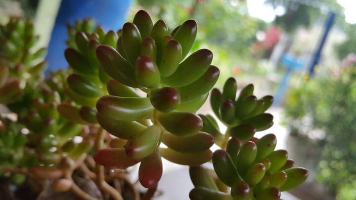 suculenta