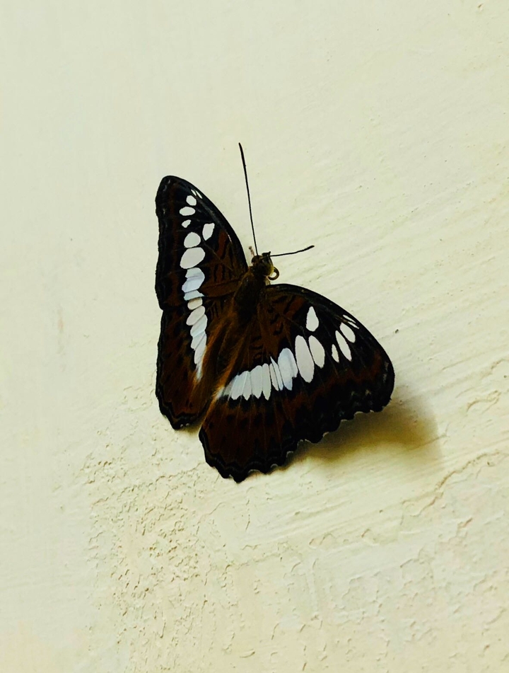 Casual Butterfly