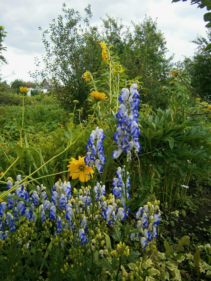 flowers