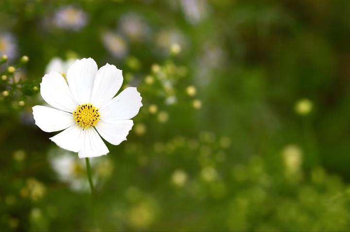 White Cosmos