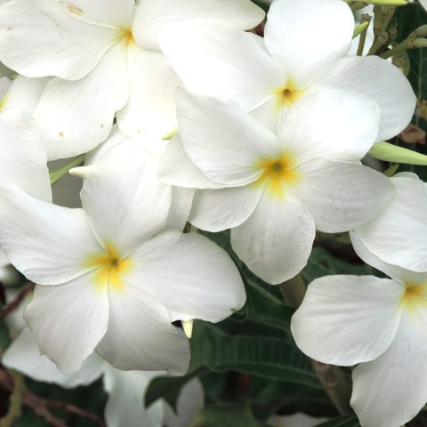 white flower
