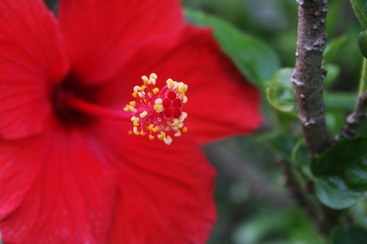 redhibiscus