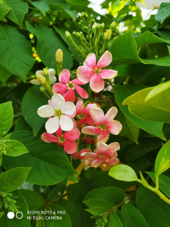 pink flowers , Lilly, green