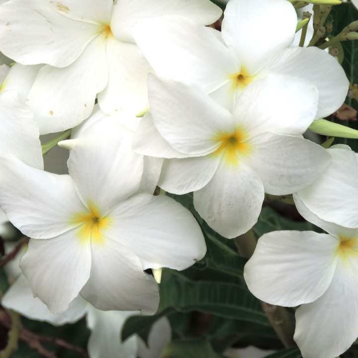 white flower