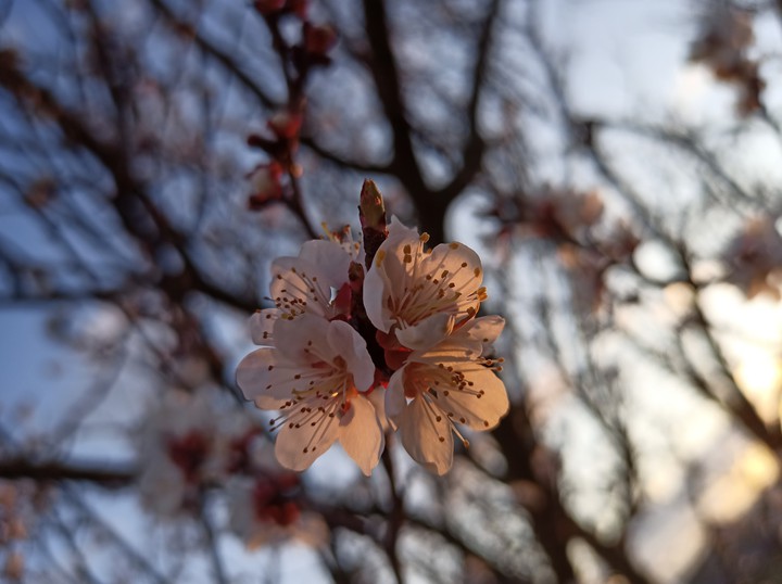 spring