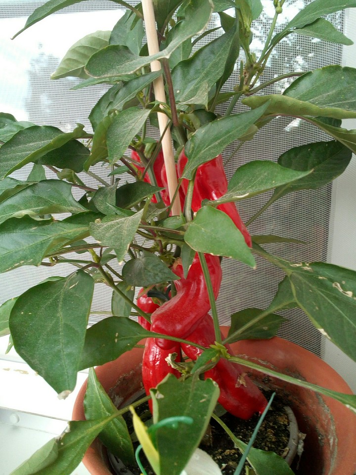 mini Paprika