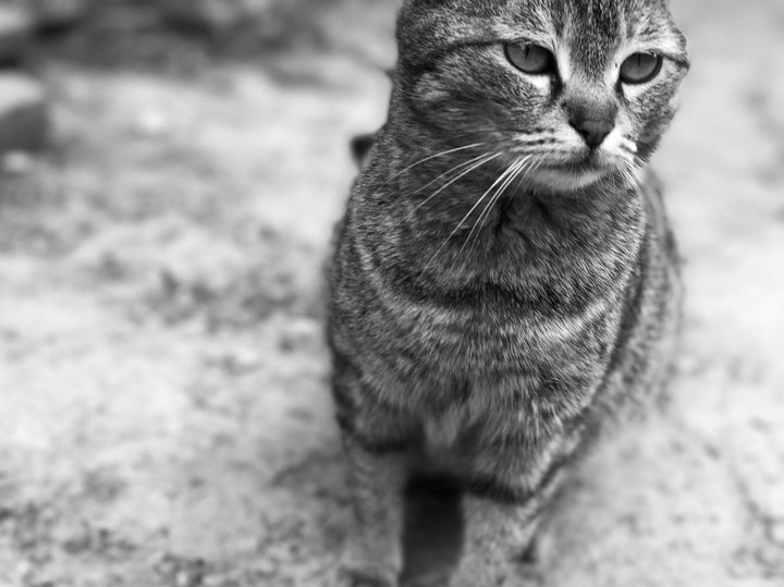 cat