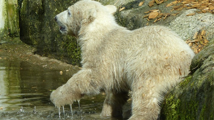 Tierpark Hellabrunn 2014