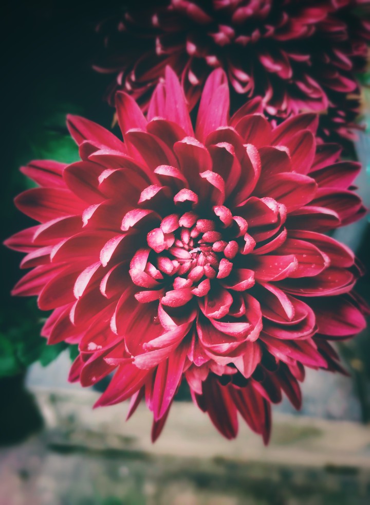 FLOWER IN FOCUS