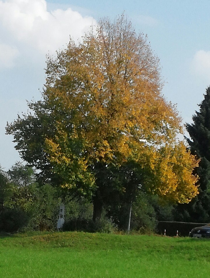 Orange Tree
