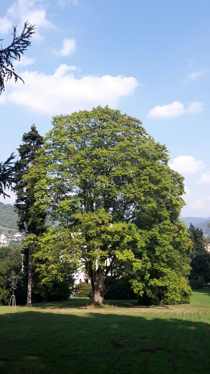 tree2