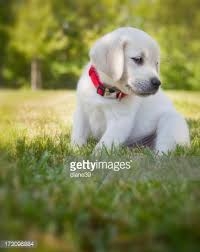 i love puppies