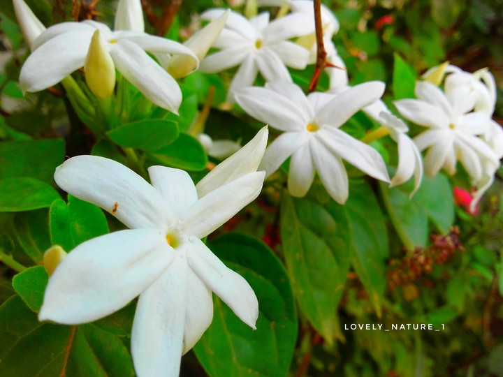 White Flowers