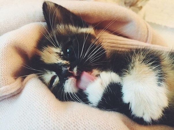 котя