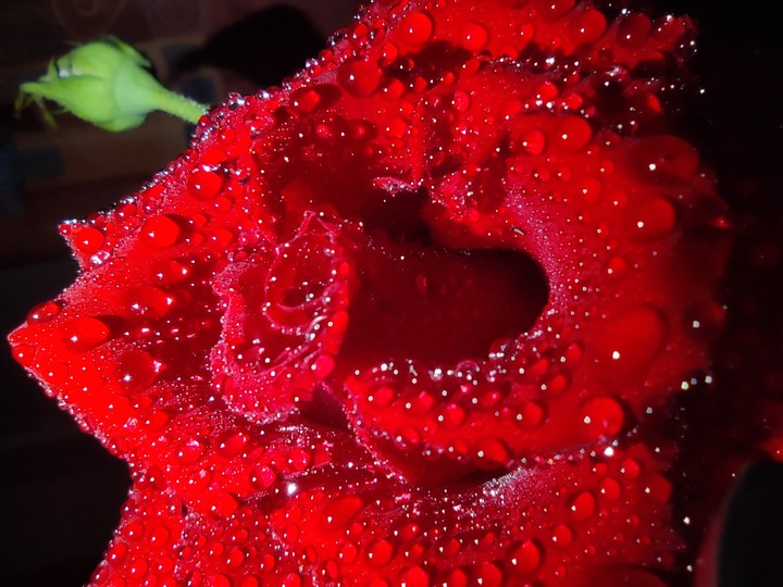 red rose