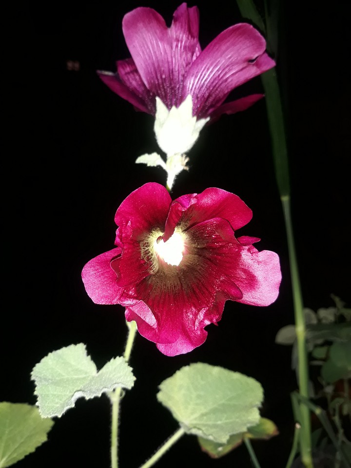 Hollyhocks