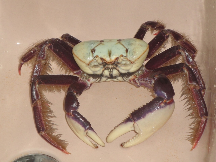 caranguejo