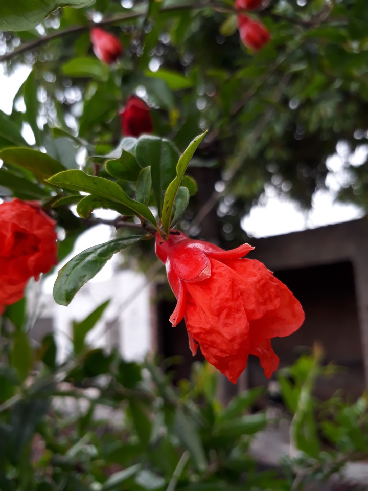 flowers