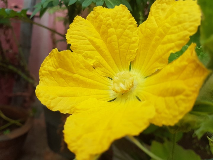 A Beautiful Yellow Flower