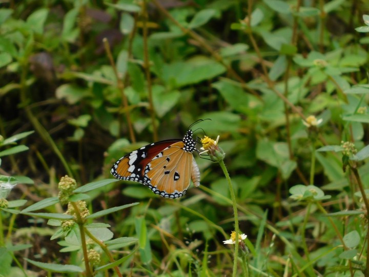 butterfly