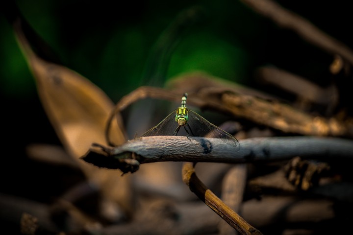 HELICOPTER