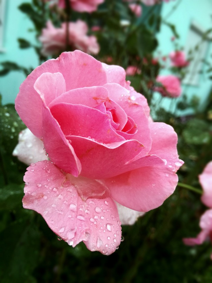Rose