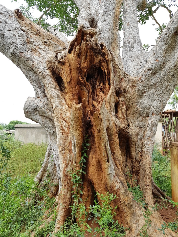 tree