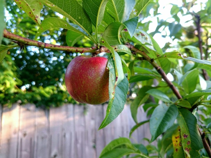 Nectarine Tree in Backyard