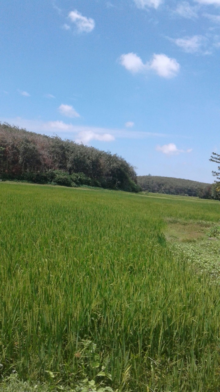 nature