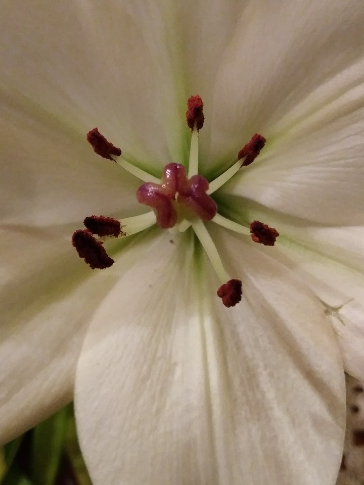 White Flower
