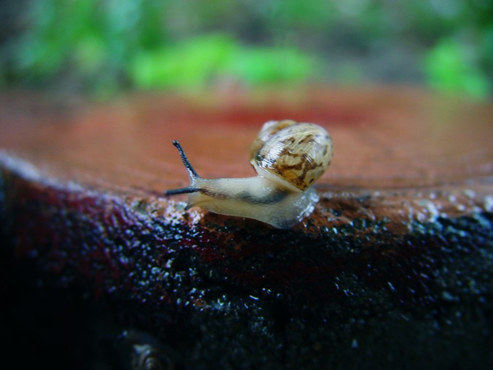 Snail