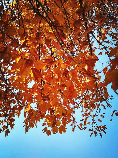 тапети deciduous, autumn