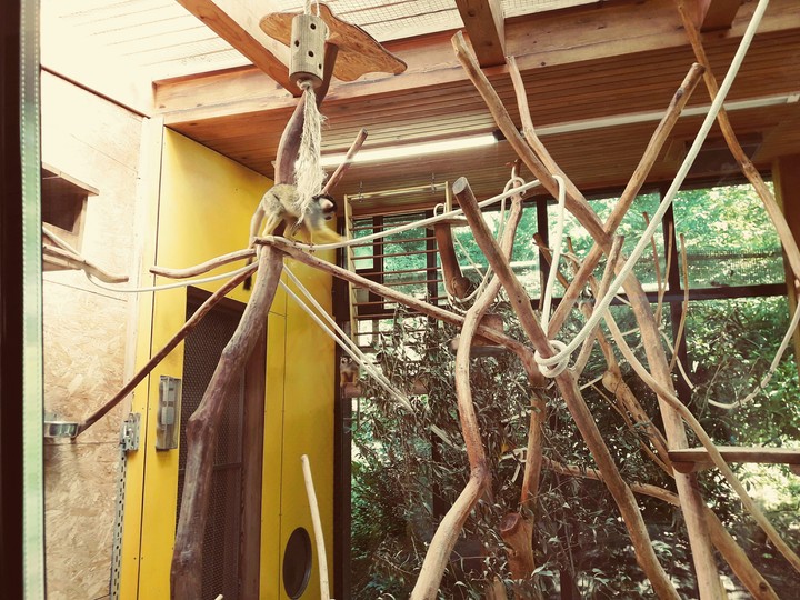 spider monkeys
