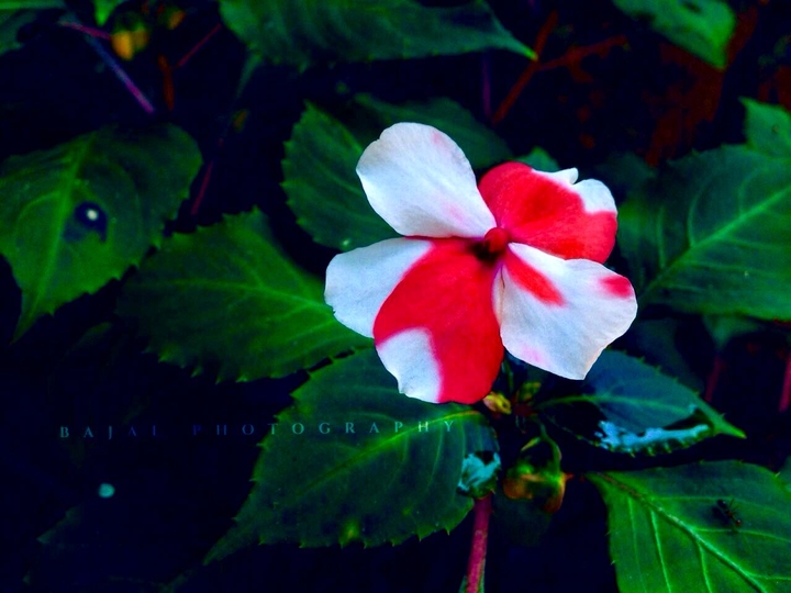 NATURE'S BEAUTY