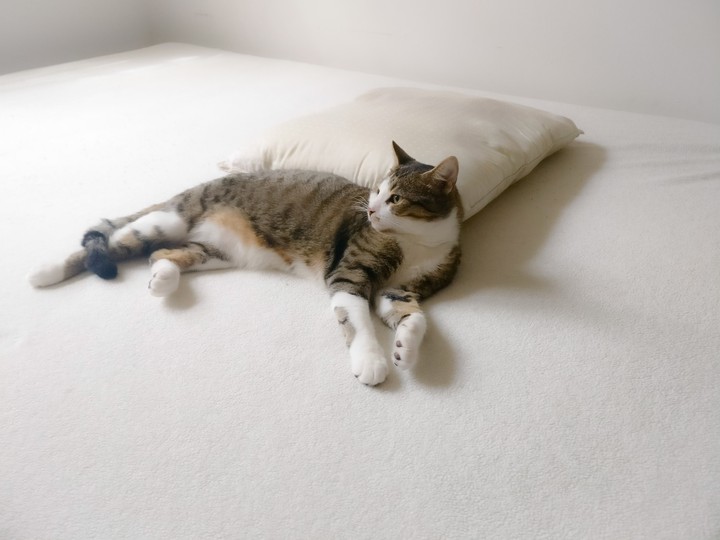 purr bliss