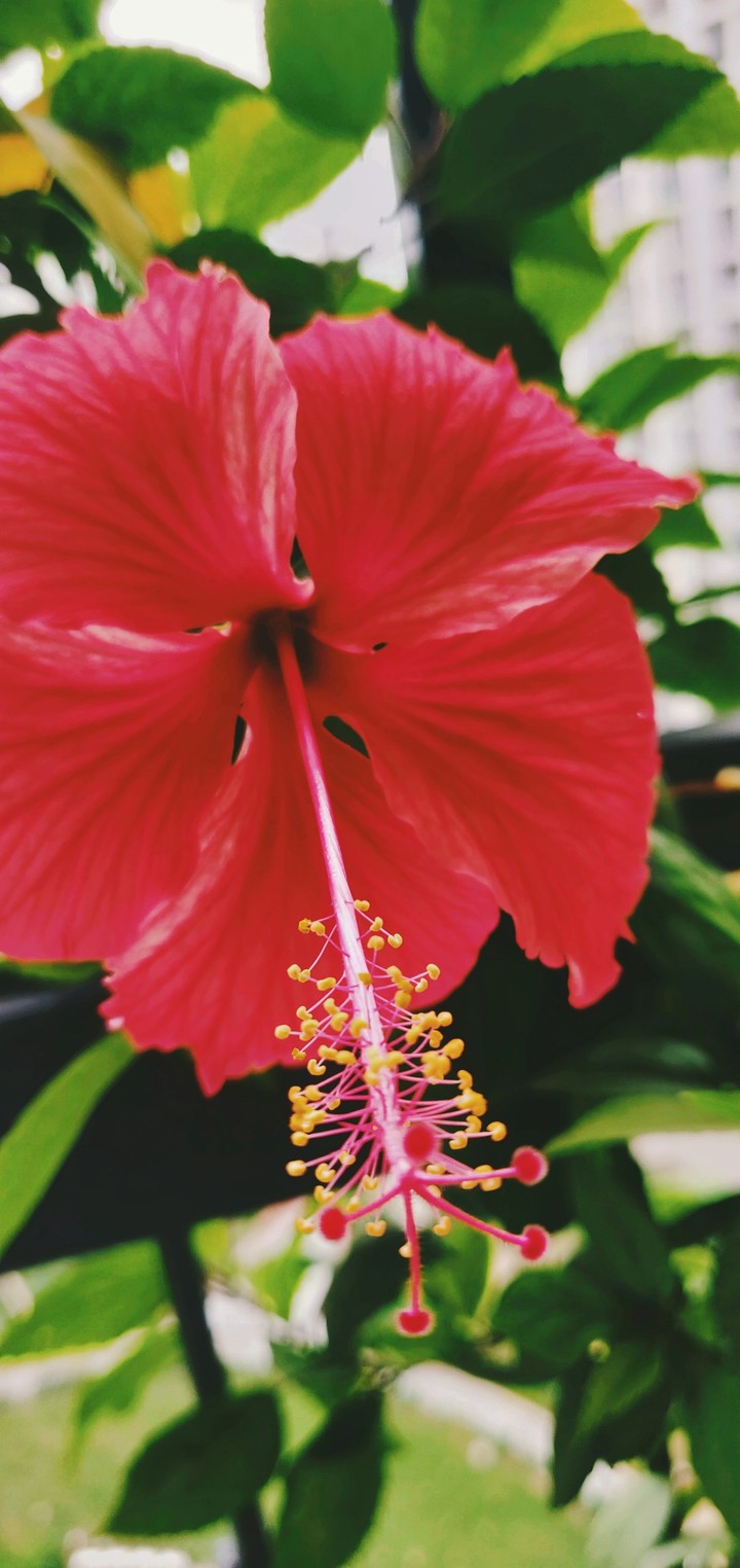 #Flower #Nature