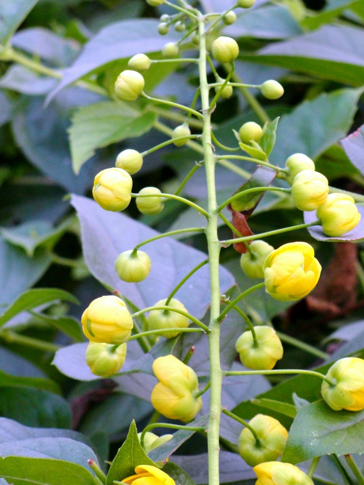 Growing flower