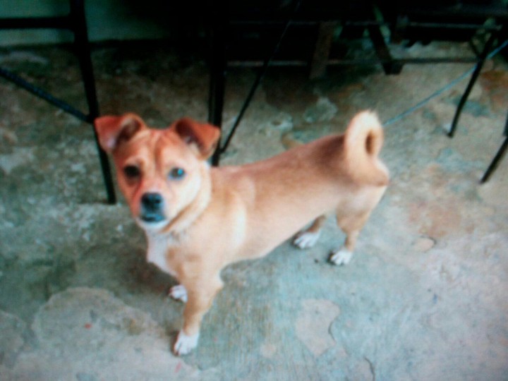 Bella My Dog