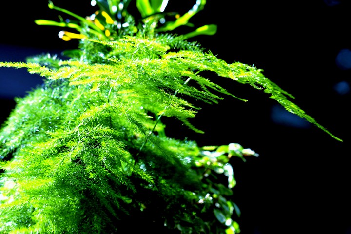 plant