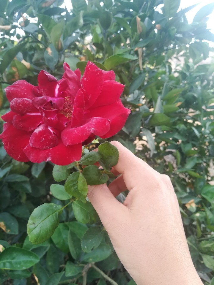 #گل رز من