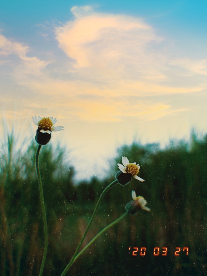 flower sad