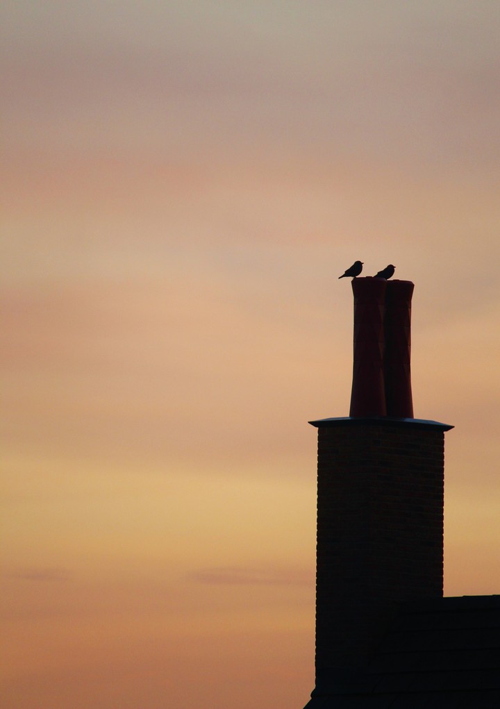 morning birds