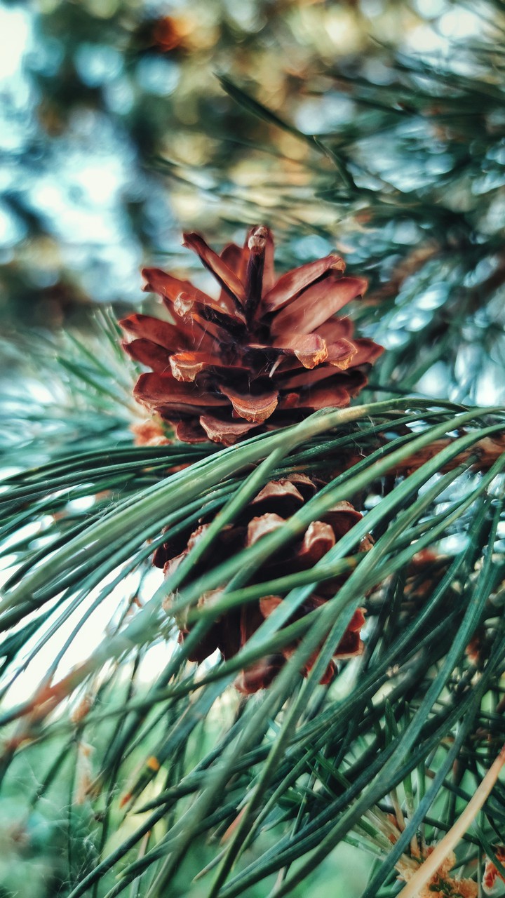 Spruce cones