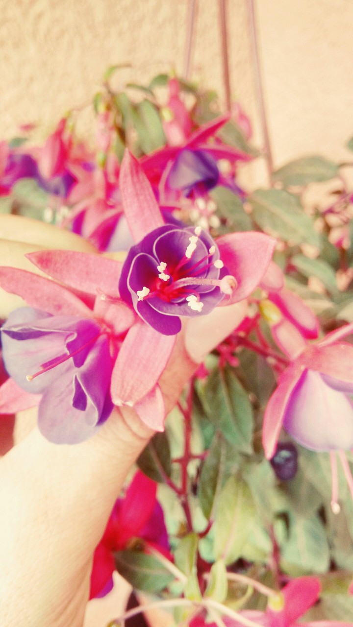 flowers