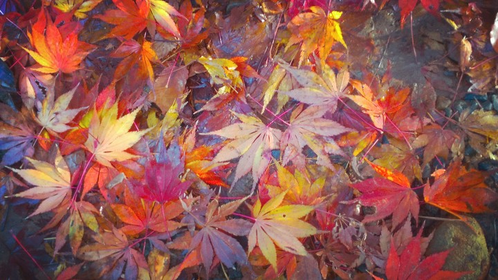 Autumn leaf rain